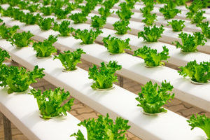 Types of hydroponics systems