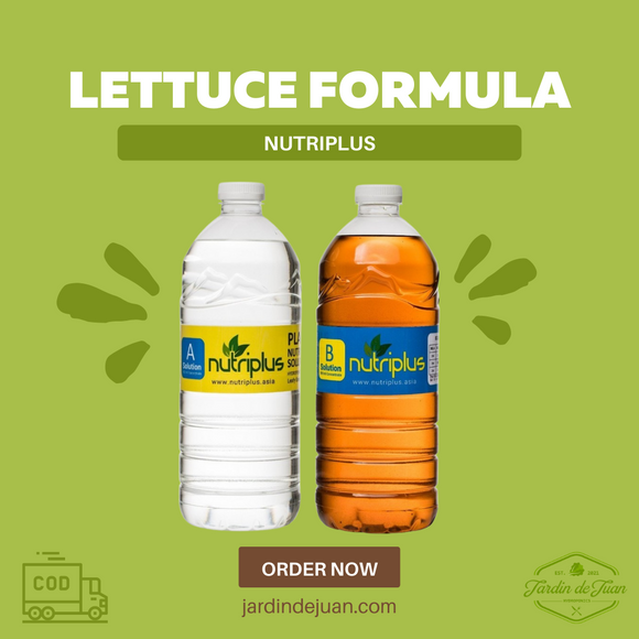 NutriPlus | Lettuce Nutrient Solution